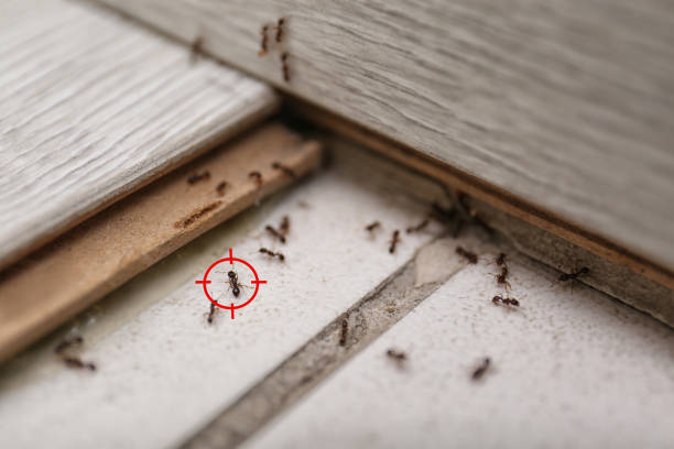 Best Best Pest Control Near Me  in Monmouth Junction, NJ