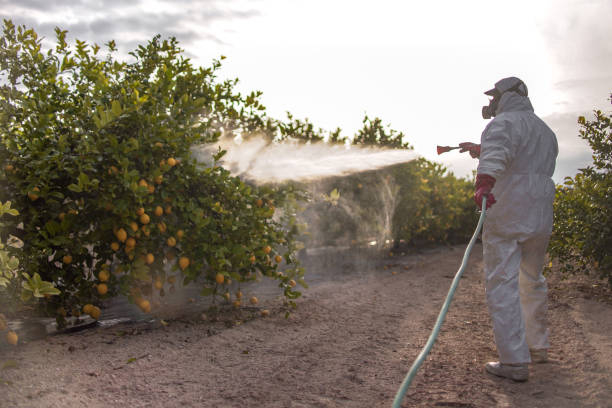 Best Ant Control Services  in Monmouth Junction, NJ