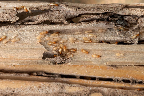 Professional Pest Control in Monmouth Junction, NJ